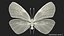 Animato Diaethria Clymena Butterfly Flight Fur