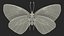 Animato Diaethria Clymena Butterfly Flight Fur