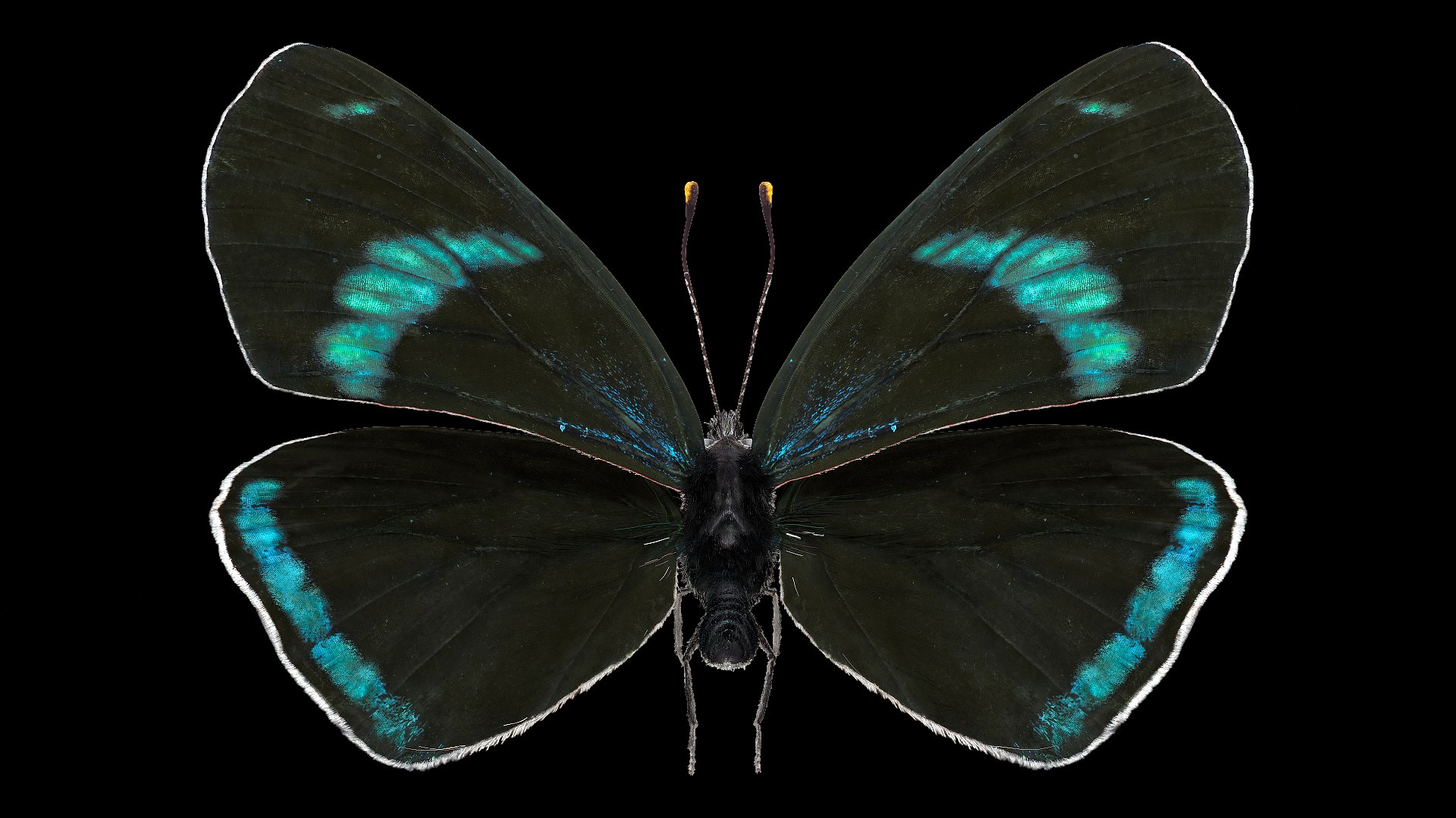 3D Animated Diaethria Clymena Butterfly Flight Fur https://p.turbosquid.com/ts-thumb/pc/sbEJqR/gC/animateddiaethriaclymenabutterflyflightfur3dsmodel002/jpg/1629155721/1920x1080/fit_q87/bac07d8704888eef18561e8a5ef40aafe5489398/animateddiaethriaclymenabutterflyflightfur3dsmodel002.jpg