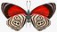 Animato Diaethria Clymena Butterfly Flight Fur