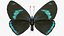 Animato Diaethria Clymena Butterfly Flight Fur