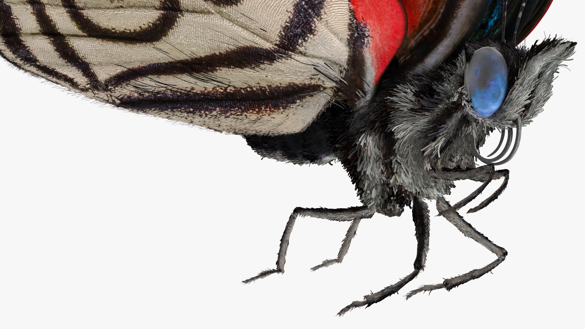 3D Animated Diaethria Clymena Butterfly Flight Fur https://p.turbosquid.com/ts-thumb/pc/sbEJqR/lq/animateddiaethriaclymenabutterflyflightfur3dsmodel010/jpg/1629155742/1920x1080/fit_q87/bb3994714a858f04aed96712d903b9fc90972999/animateddiaethriaclymenabutterflyflightfur3dsmodel010.jpg