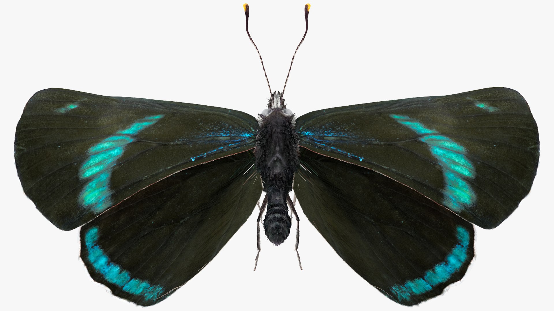 3D Animated Diaethria Clymena Butterfly Flight Fur https://p.turbosquid.com/ts-thumb/pc/sbEJqR/mr/animateddiaethriaclymenabutterflyflightfur3dsmodel006/jpg/1629155731/1920x1080/fit_q87/dec70666abaabe1aab524734db212edebad0fbed/animateddiaethriaclymenabutterflyflightfur3dsmodel006.jpg