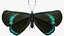 Animato Diaethria Clymena Butterfly Flight Fur