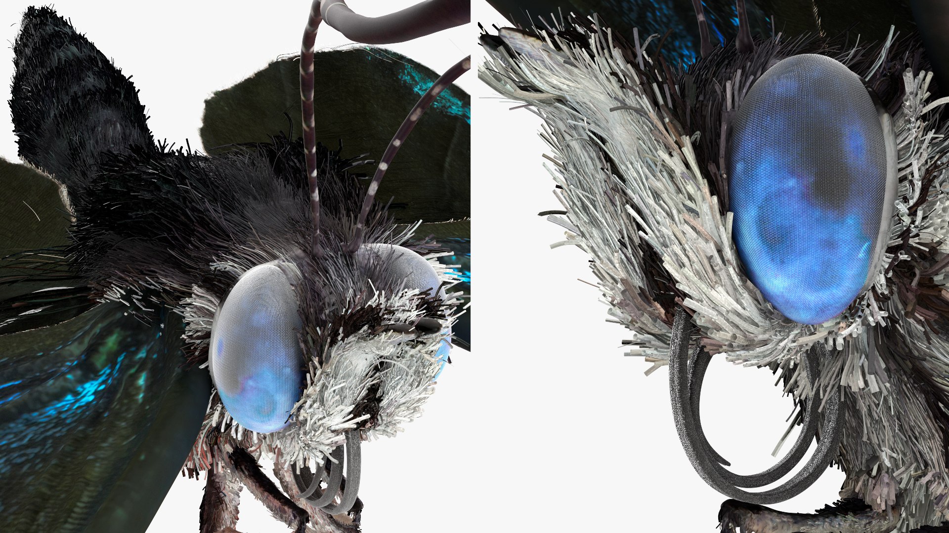 3D Animated Diaethria Clymena Butterfly Flight Fur https://p.turbosquid.com/ts-thumb/pc/sbEJqR/wF/animateddiaethriaclymenabutterflyflightfur3dsmodel016/jpg/1629155757/1920x1080/fit_q87/bff4251f11afe8f4e839cc7f61eb81c5ff621919/animateddiaethriaclymenabutterflyflightfur3dsmodel016.jpg