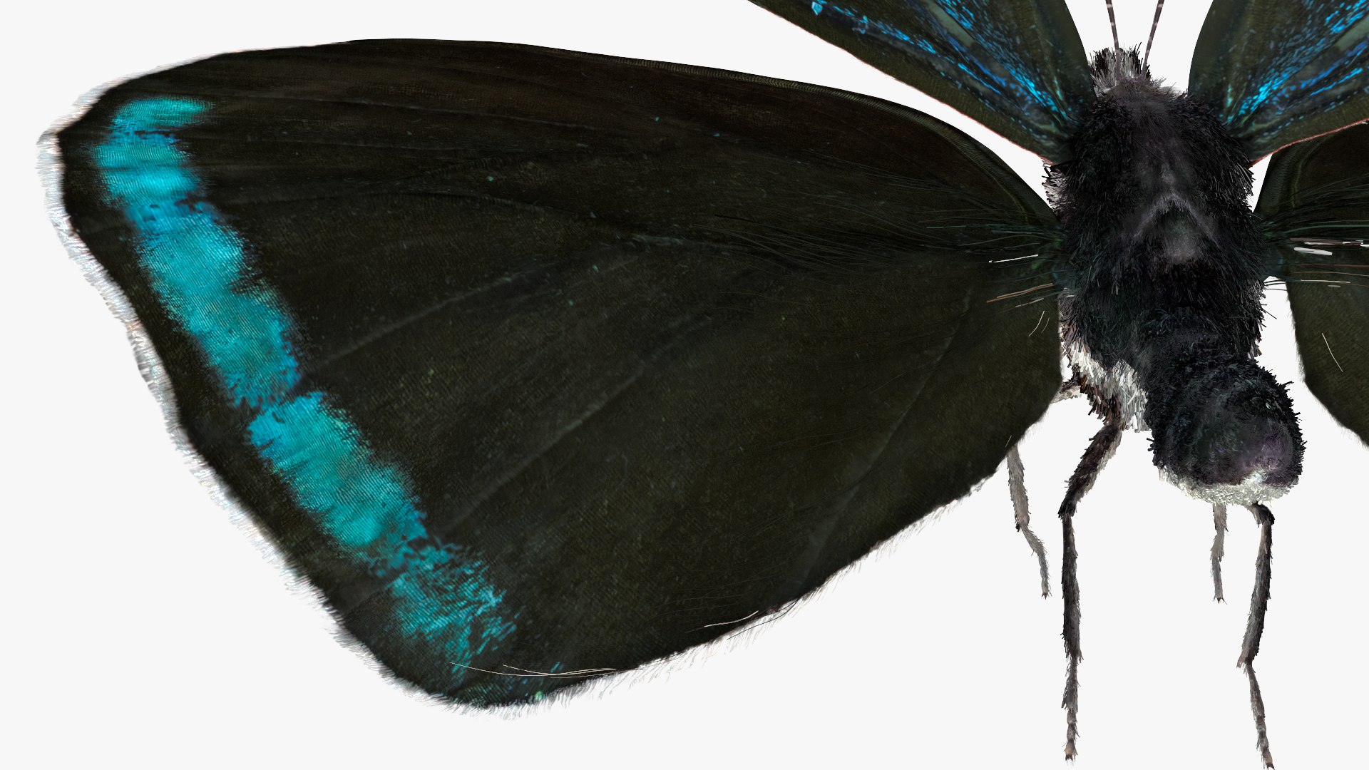 3D Animated Diaethria Clymena Butterfly Flight Fur https://p.turbosquid.com/ts-thumb/pc/sbEJqR/xY/animateddiaethriaclymenabutterflyflightfur3dsmodel013/jpg/1629155750/1920x1080/fit_q87/7318054eb6bd55a7558b5c96f4946f926f0a811d/animateddiaethriaclymenabutterflyflightfur3dsmodel013.jpg