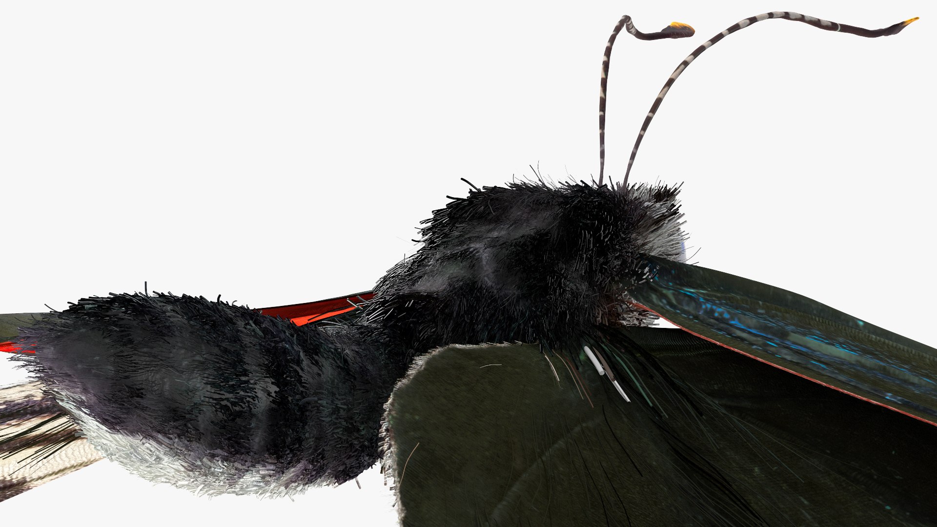 3D Animated Diaethria Clymena Butterfly Flight Fur https://p.turbosquid.com/ts-thumb/pc/sbEJqR/zf/animateddiaethriaclymenabutterflyflightfur3dsmodel015/jpg/1629155754/1920x1080/fit_q87/17c03647e3f21e4e8f3bec685d90eb48989968ec/animateddiaethriaclymenabutterflyflightfur3dsmodel015.jpg