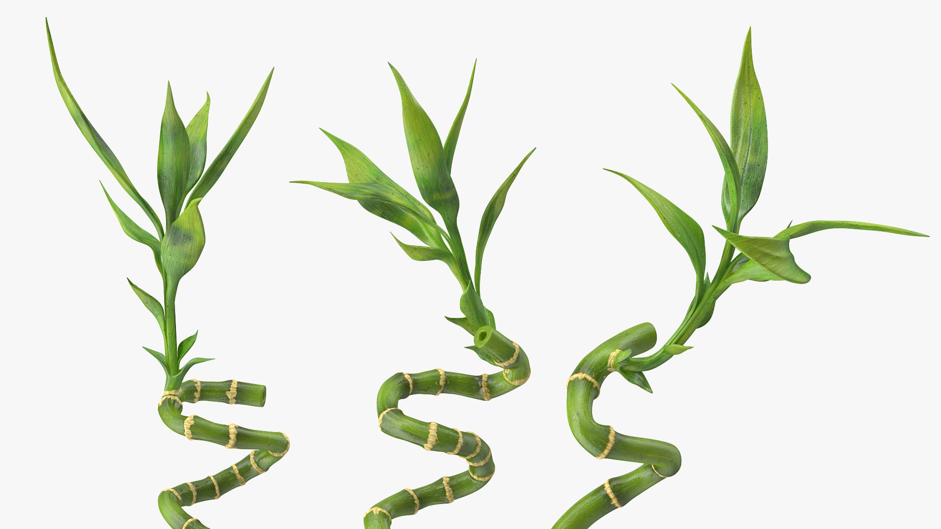 3D model lucky bamboo 3 spiral https://p.turbosquid.com/ts-thumb/pc/sldveG/7N3l6jOv/luckybamboo3spiralstems3dsmodel005/jpg/1587509003/1920x1080/fit_q87/c4244e3086ce39d973f6ecaa2bd9135b2180941b/luckybamboo3spiralstems3dsmodel005.jpg