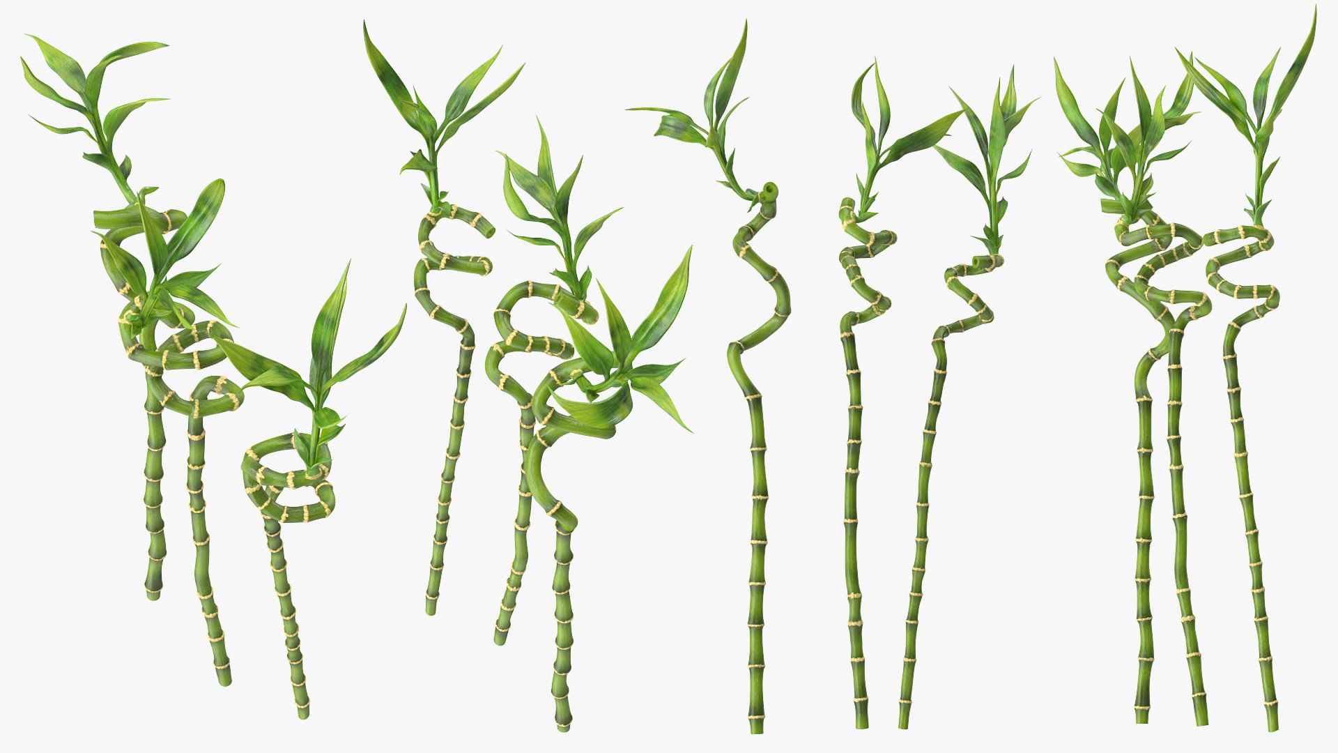 Lucky Bamboo 3 Spiral Stems 3D model preview