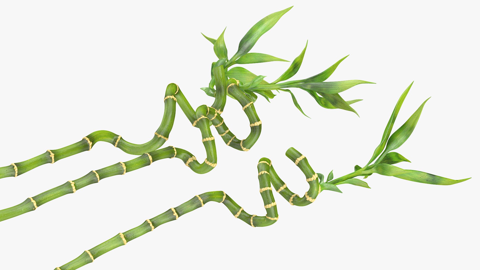 3D model lucky bamboo 3 spiral https://p.turbosquid.com/ts-thumb/pc/sldveG/C4H4RBWJ/luckybamboo3spiralstems3dsmodel006/jpg/1587509006/1920x1080/fit_q87/5010d5e863d759487a5f561c8b5dcdeae3b69686/luckybamboo3spiralstems3dsmodel006.jpg