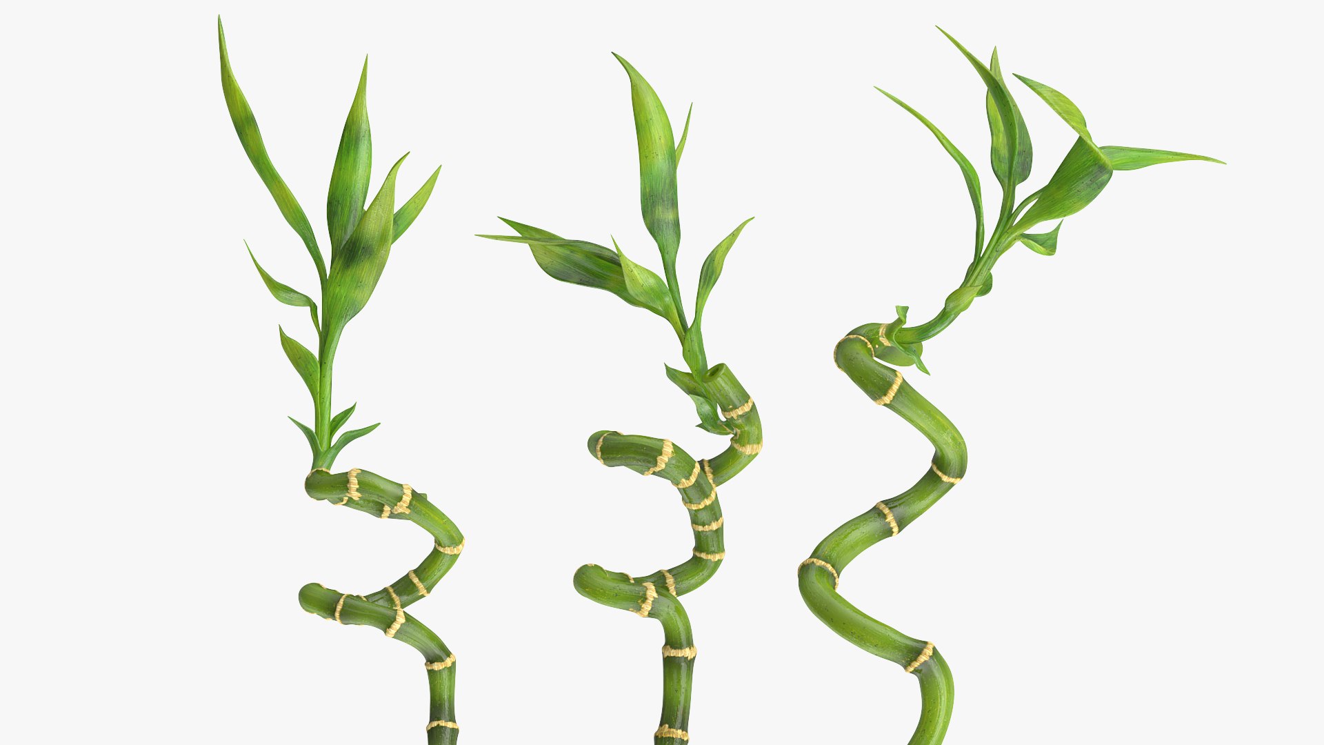 3D model lucky bamboo 3 spiral https://p.turbosquid.com/ts-thumb/pc/sldveG/O6aEkXCJ/luckybamboo3spiralstems3dsmodel004/jpg/1587508999/1920x1080/fit_q87/c6649def370089da894f27cd47eb55f6eb68b768/luckybamboo3spiralstems3dsmodel004.jpg