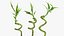 Lucky Bamboo 3 łodygi spiralne