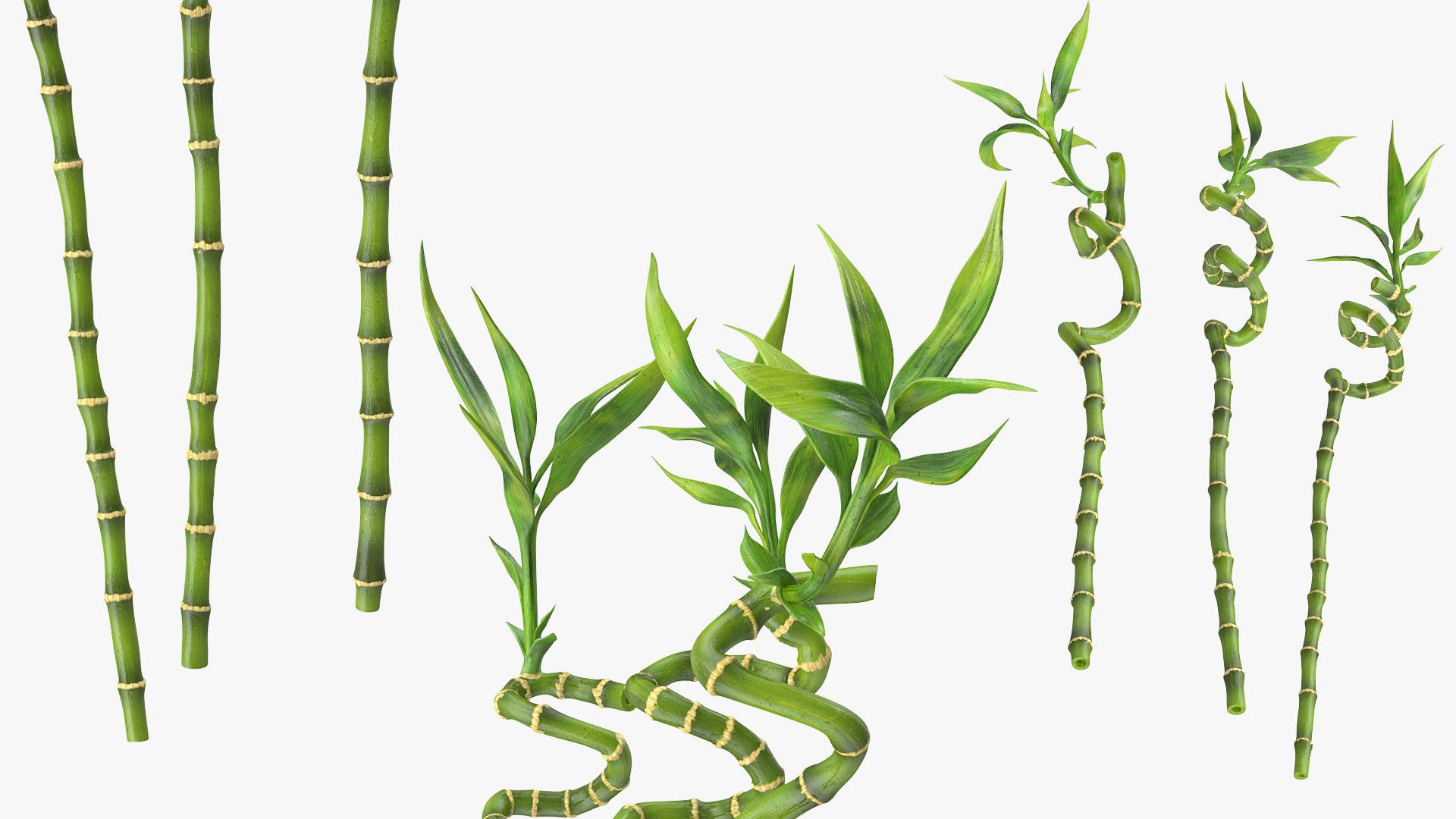 3D model lucky bamboo 3 spiral https://p.turbosquid.com/ts-thumb/pc/sldveG/USUJWF37/luckybamboo3spiralstems3dsmodel003/jpg/1587508996/1920x1080/fit_q87/83a45f939f5af71364d7aafca1a208ba1e2bb15c/luckybamboo3spiralstems3dsmodel003.jpg