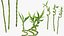 Lucky Bamboo 3 łodygi spiralne