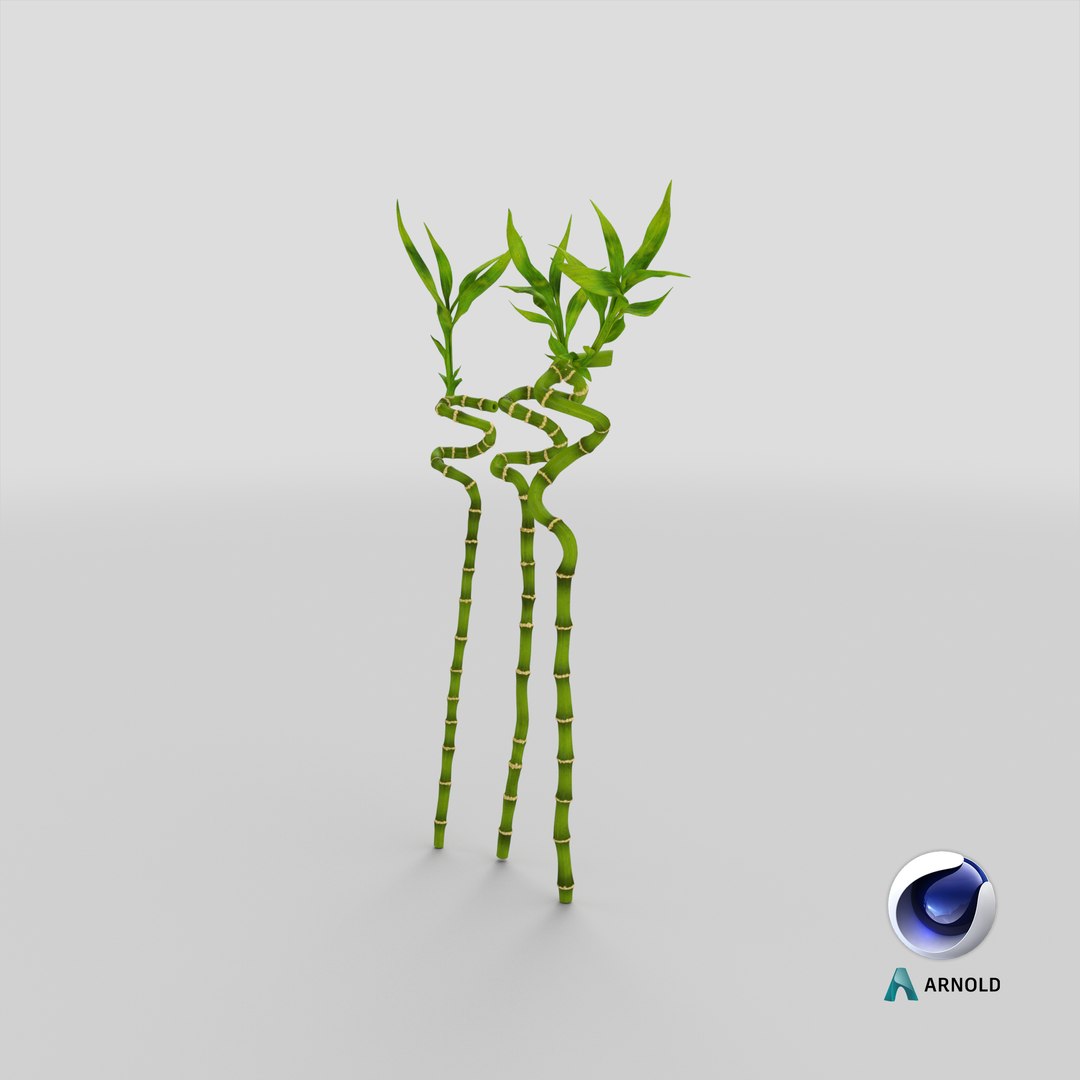 3D model lucky bamboo 3 spiral https://p.turbosquid.com/ts-thumb/pc/sldveG/W2/stemcell_cinema_4d_arnold_render/png/1646988653/1920x1080/fit_q87/813b61fc535a28d957c2ca6e447077d554647fc3/stemcell_cinema_4d_arnold_render.jpg