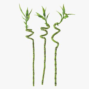 Lucky Bamboo 3 Spiral Stems