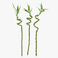 Lucky Bamboo 3 Spiral Stems