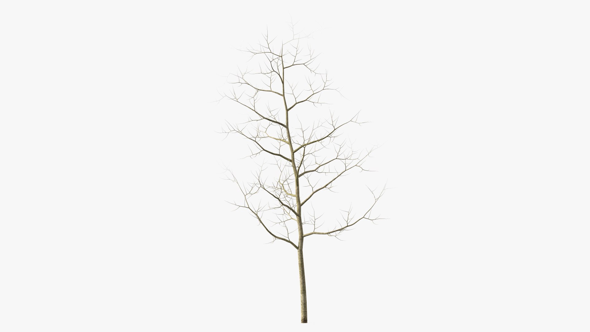 Young White Oak Winter 3D model preview