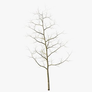 Young White Oak Winter