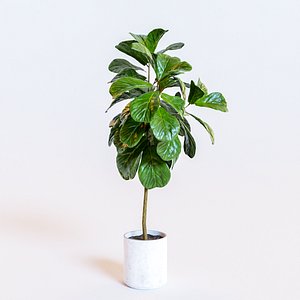 3D Ficus Lyrata- Fiddle Leaf Fig Plant