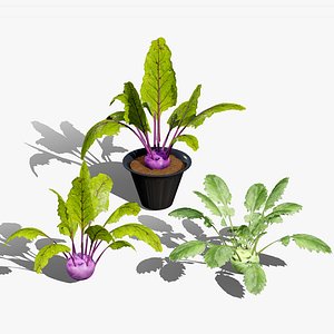 Kohlrabi Vegetable Plant 3D Model Pack