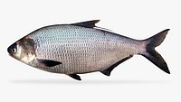 Gizzard Shad