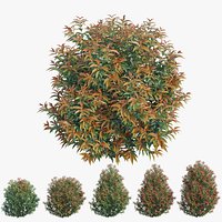 Syzygium campanulatum plant set 02