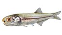 Bay Anchovy fish