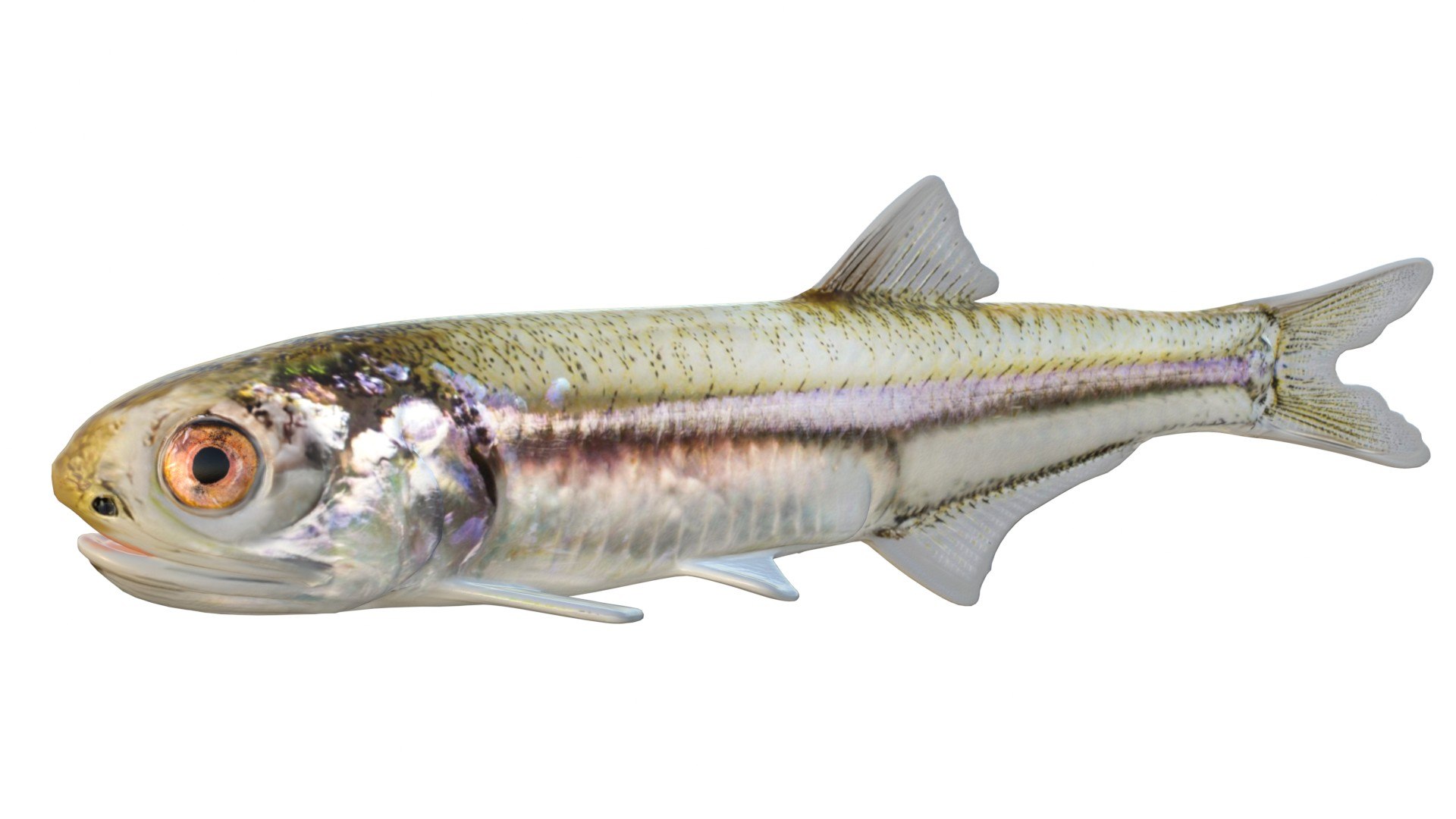 3D 50 Fish Sea Creature Collection v3 https://p.turbosquid.com/ts-thumb/pd/G9qzjU/hs/1/jpg/1788905790/1920x1080/fit_q87/697c6c43bb205215e7b97cb5e824958431904597/1.jpg