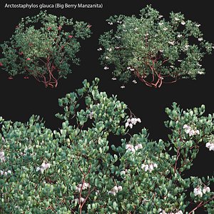Arctostaphylos glauca - Big Berry Manzanita1