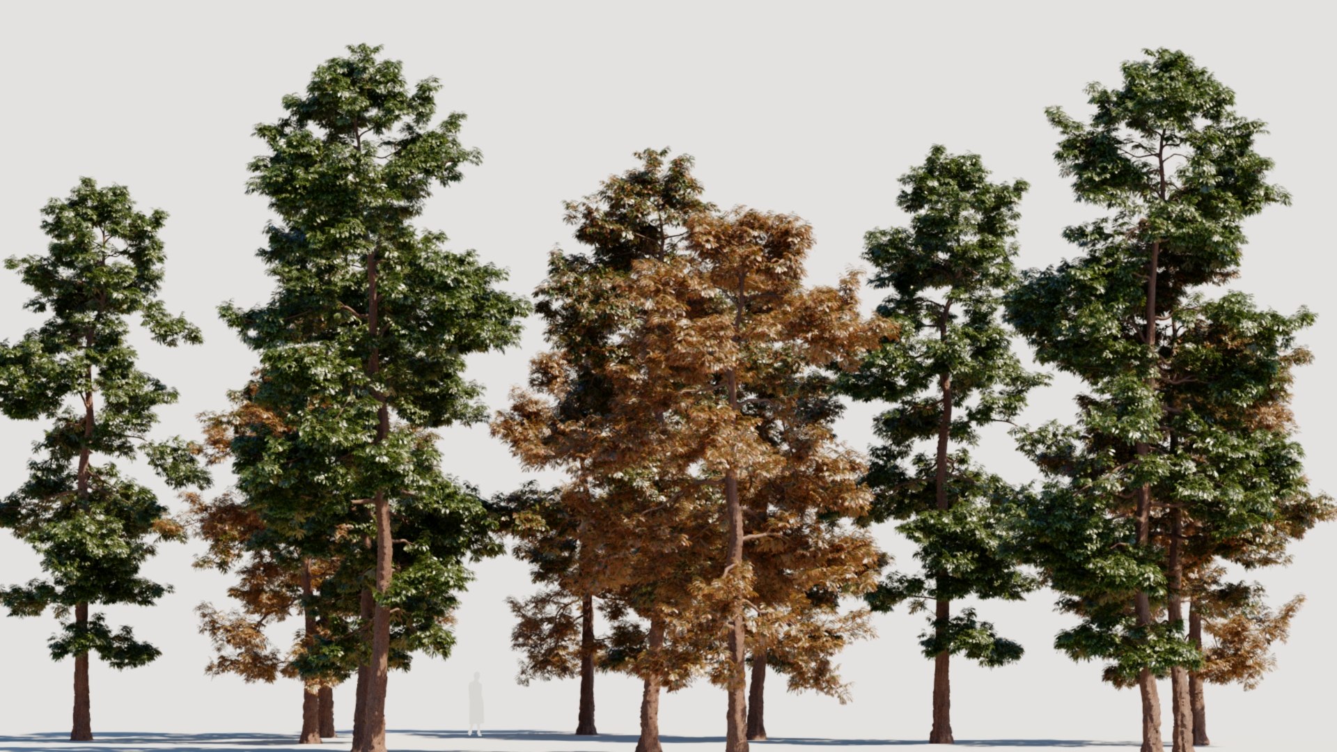 Metasequoia Glyptostroboides B 3D Model - TurboSquid 2296793