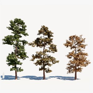 Metasequoia glyptostroboides b 3D model