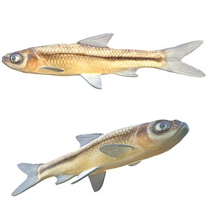 Cypress Minnow fish