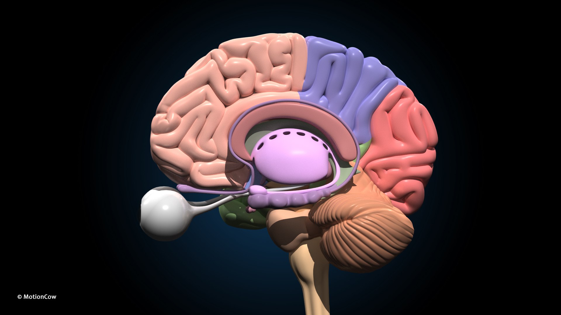 Ultimate Female Anatomy PRO 3D model https://p.turbosquid.com/ts-thumb/pd/PQtSWi/00/female_anatomy_j8/jpg/1666791948/1920x1080/fit_q87/936a972489ec873e547133562fcb50464a0f828d/female_anatomy_j8.jpg