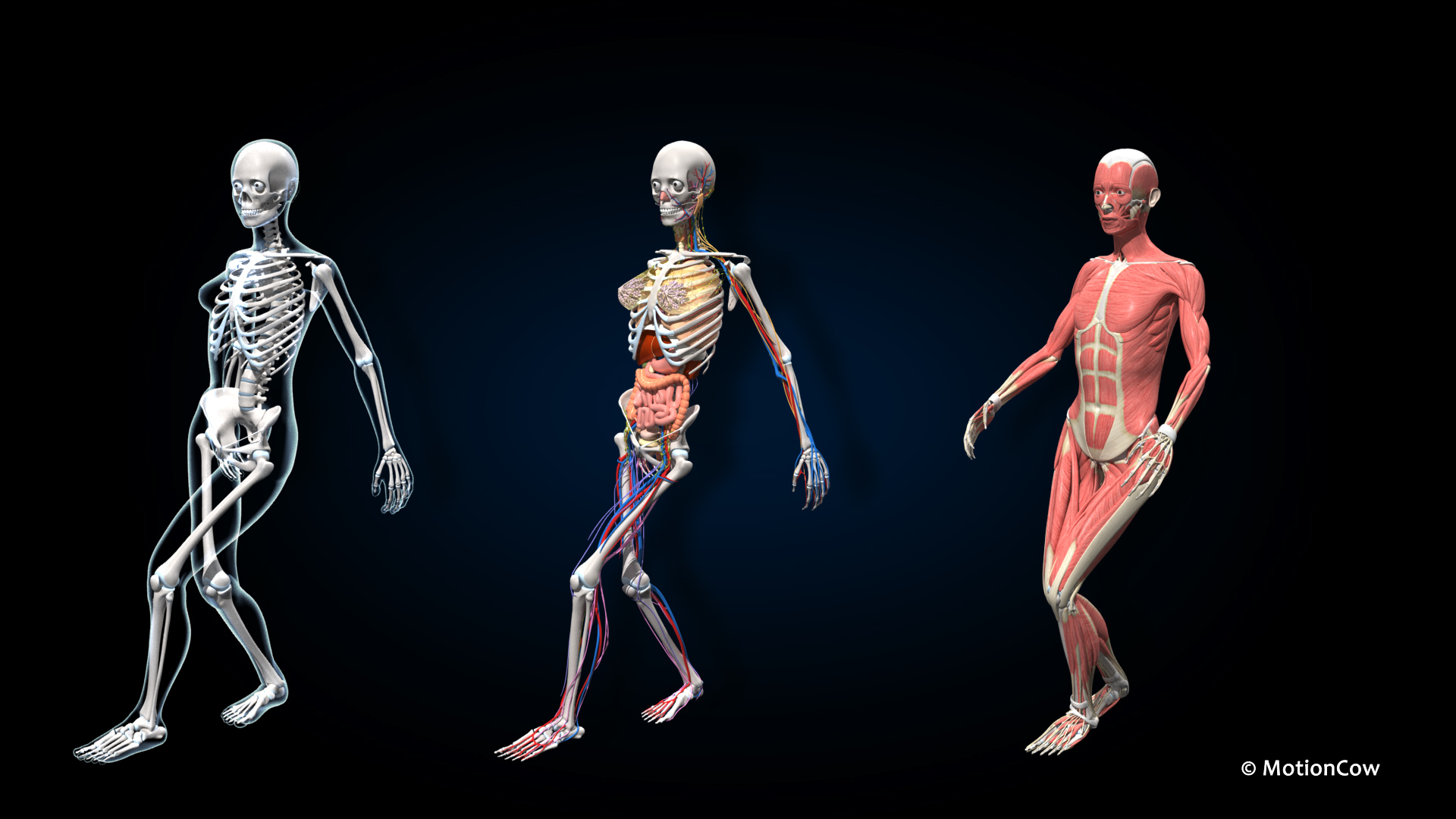 Ultimate Female Anatomy PRO 3D model https://p.turbosquid.com/ts-thumb/pd/PQtSWi/0c/sequfa_dancing/jpg/1666843601/1920x1080/turn_fit_q99/14a6a8272d28305a750ea0f95ed8fcdc758a050a/sequfa_dancing-1.jpg