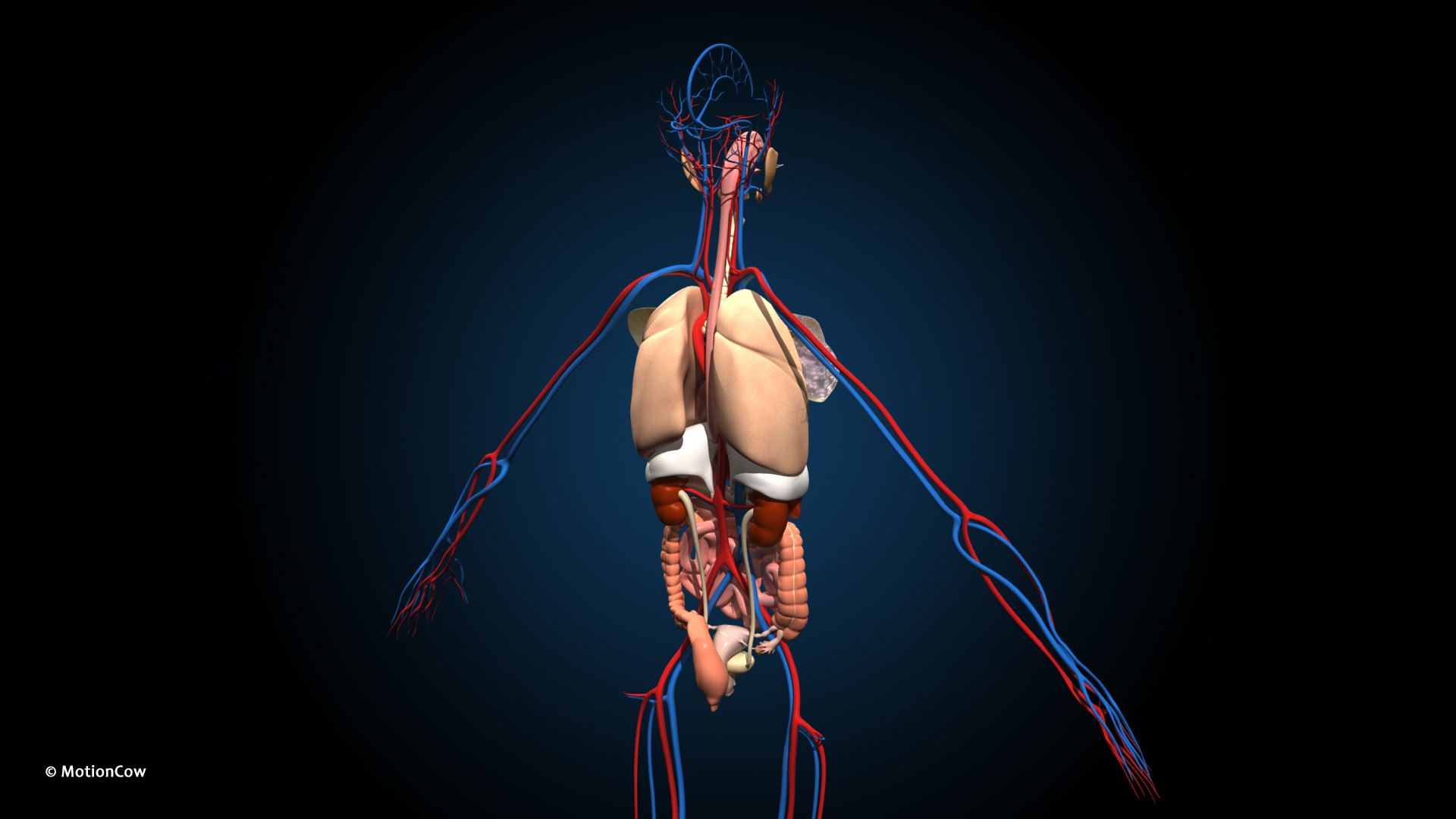 Ultimate Female Anatomy PRO 3D model https://p.turbosquid.com/ts-thumb/pd/PQtSWi/3q/female_anatomy_e5/jpg/1666791254/1920x1080/fit_q87/f3aa2f6f9f1af7a58ae6656f636b8a8114035a04/female_anatomy_e5.jpg