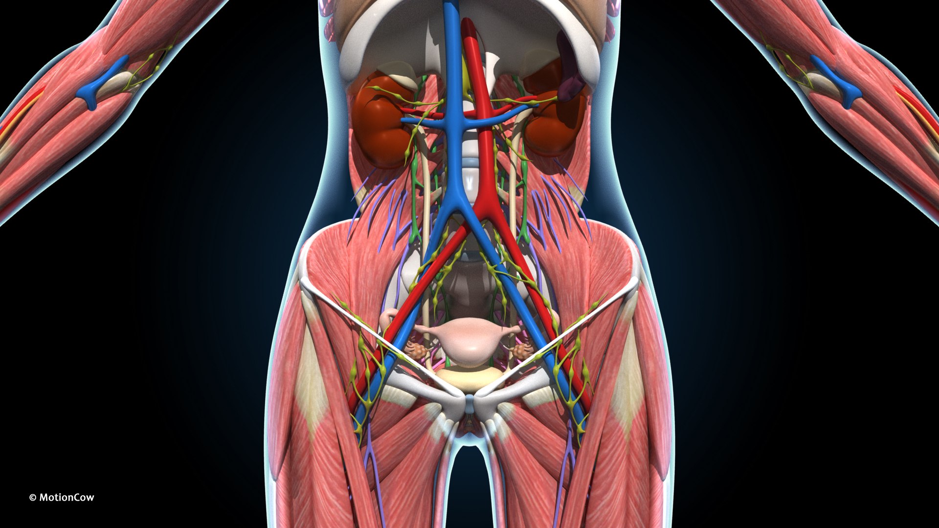 Ultimate Female Anatomy PRO 3D model https://p.turbosquid.com/ts-thumb/pd/PQtSWi/41/female_anatomy_g4/jpg/1666791935/1920x1080/fit_q87/301cc0b4a66fb27a53a3dd46fa399a503570bf8b/female_anatomy_g4.jpg