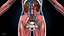 Ultimate Female Anatomy PRO - Advanced Rig w Animation
