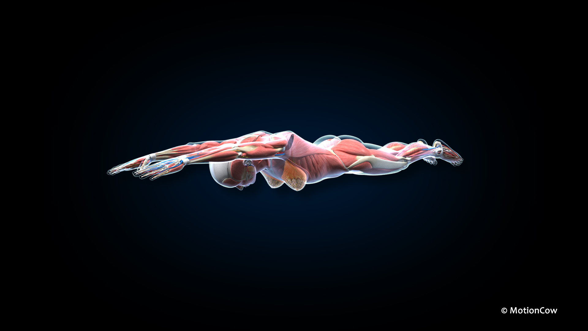 Ultimate Female Anatomy PRO 3D model https://p.turbosquid.com/ts-thumb/pd/PQtSWi/4i/ufa_breast_stroke/jpg/1666858573/1920x1080/turn_fit_q99/96554af30d9f8c2fca681f56e4e2a271f2ac233f/ufa_breast_stroke-1.jpg