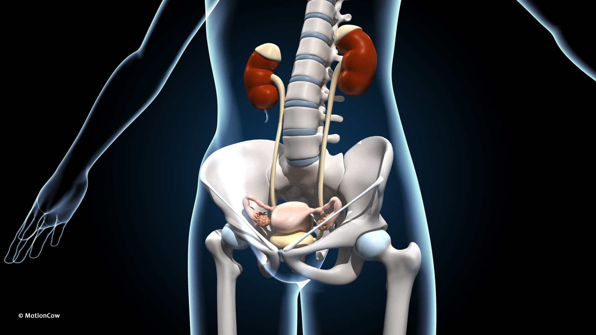 Ultimate Female Anatomy PRO 3D model https://p.turbosquid.com/ts-thumb/pd/PQtSWi/4j/female_anatomy_g1/jpg/1666791932/1920x1080/fit_q87/d90601901781f7a0388e4edd33235f4fb668395a/female_anatomy_g1.jpg