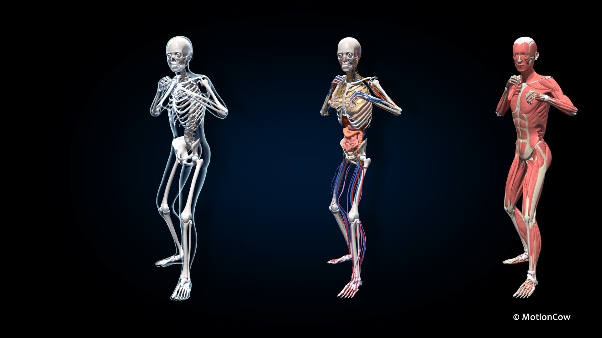 Ultimate Female Anatomy PRO 3D model https://p.turbosquid.com/ts-thumb/pd/PQtSWi/4w/sequfa_fighting/jpg/1666843751/1920x1080/turn_fit_q99/10a43434d7e5f38214309a9f13261600f27fe273/sequfa_fighting-1.jpg