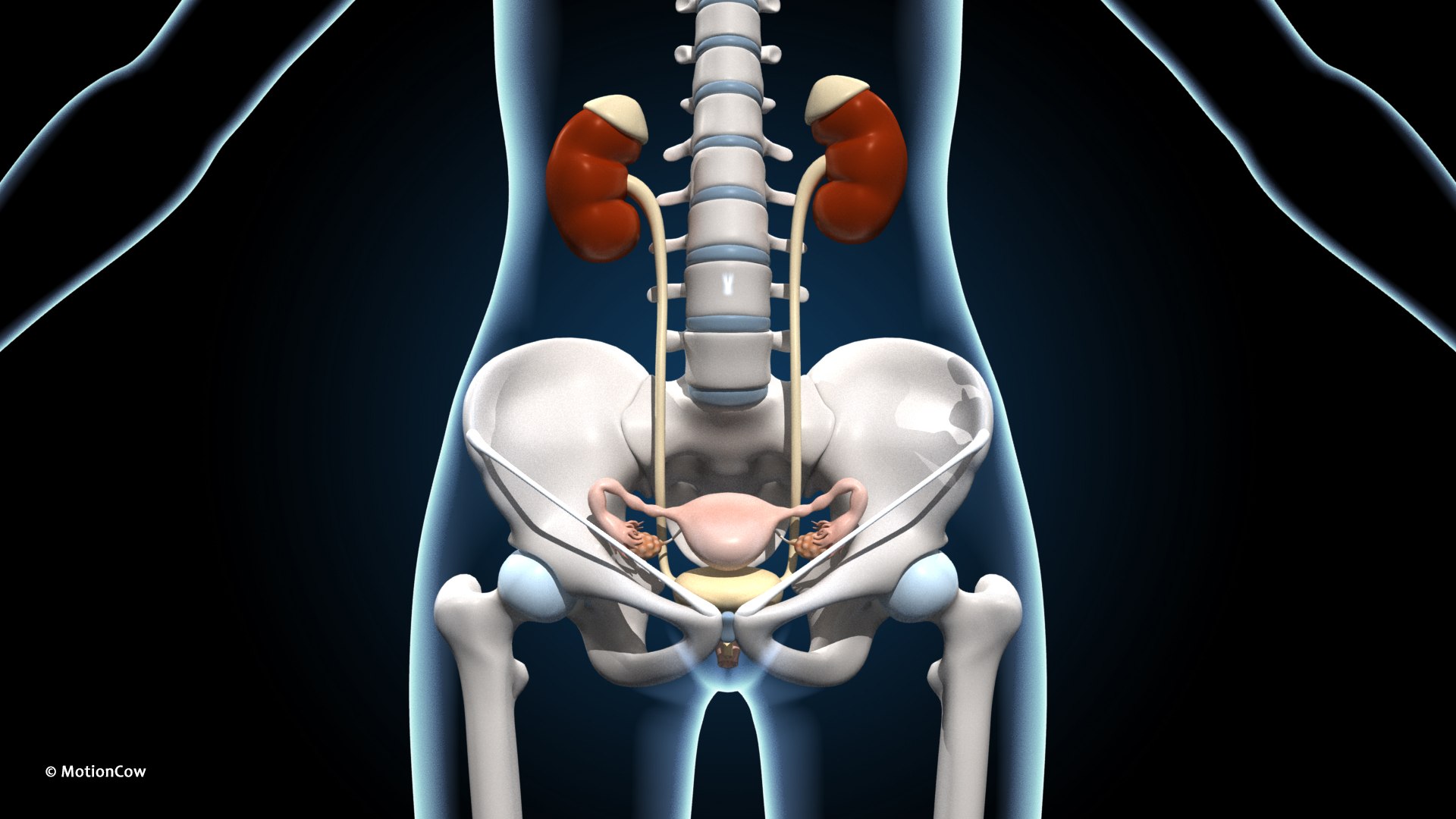 Ultimate Female Anatomy PRO 3D model https://p.turbosquid.com/ts-thumb/pd/PQtSWi/6u/female_anatomy_g3/jpg/1666791934/1920x1080/fit_q87/9bbcb18f58f3c7b55ae1b980c67cca6ca37c5181/female_anatomy_g3.jpg