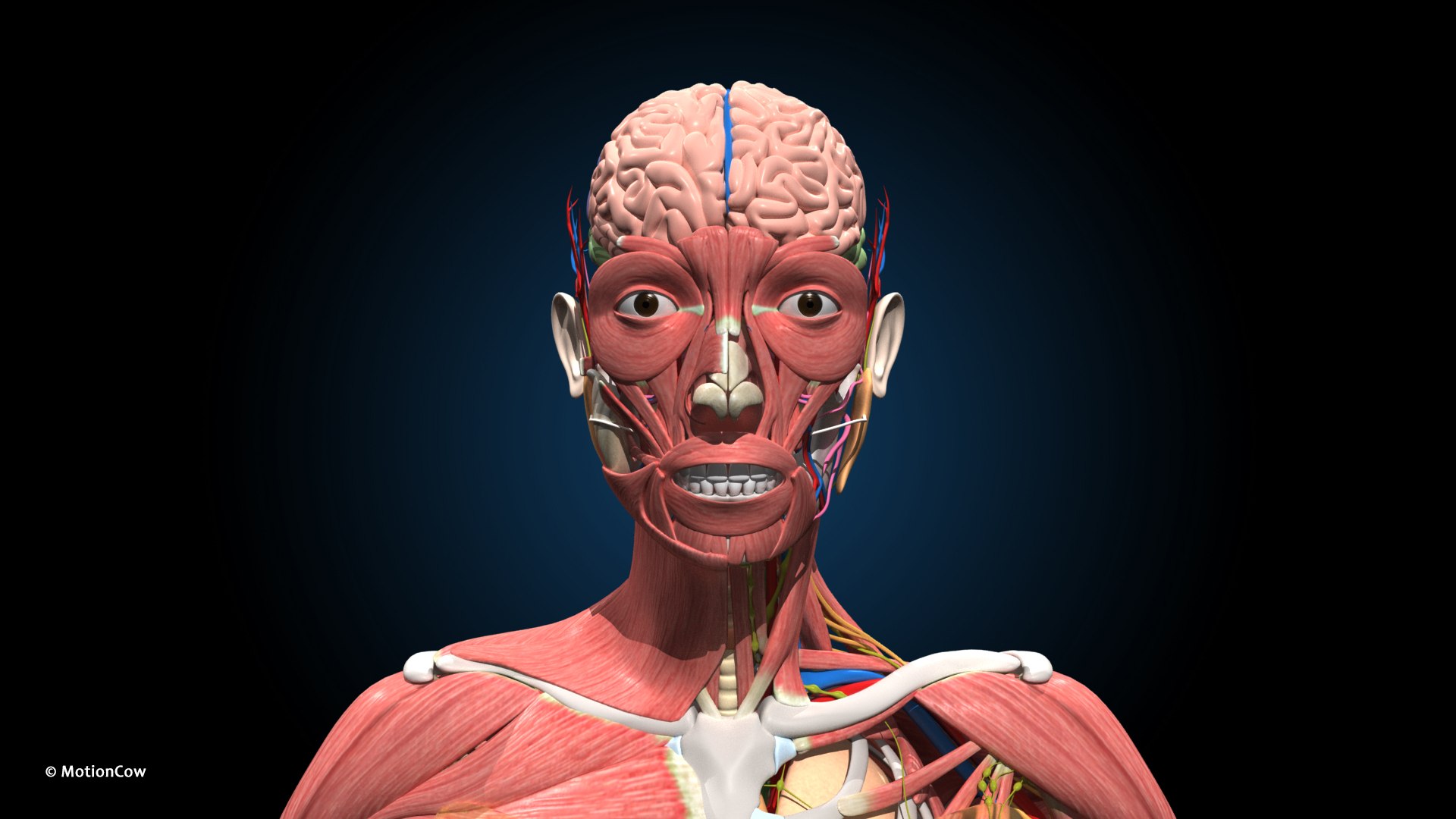 Ultimate Female Anatomy PRO 3D model https://p.turbosquid.com/ts-thumb/pd/PQtSWi/7H/female_anatomy_h7/jpg/1666791942/1920x1080/fit_q87/5407cd523c5468231d7fe5b67b30dc8b29a14c40/female_anatomy_h7.jpg