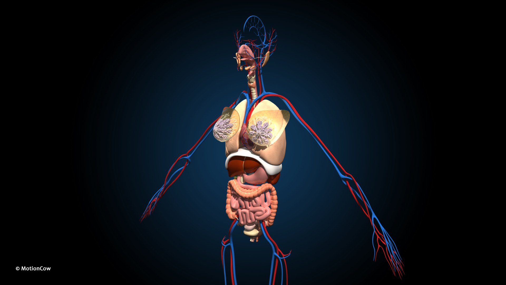 Ultimate Female Anatomy PRO 3D model https://p.turbosquid.com/ts-thumb/pd/PQtSWi/8T/female_anatomy_d5/jpg/1666791250/1920x1080/fit_q87/76f31680bb28745163b0fc8b38d22ddfe83d4647/female_anatomy_d5.jpg