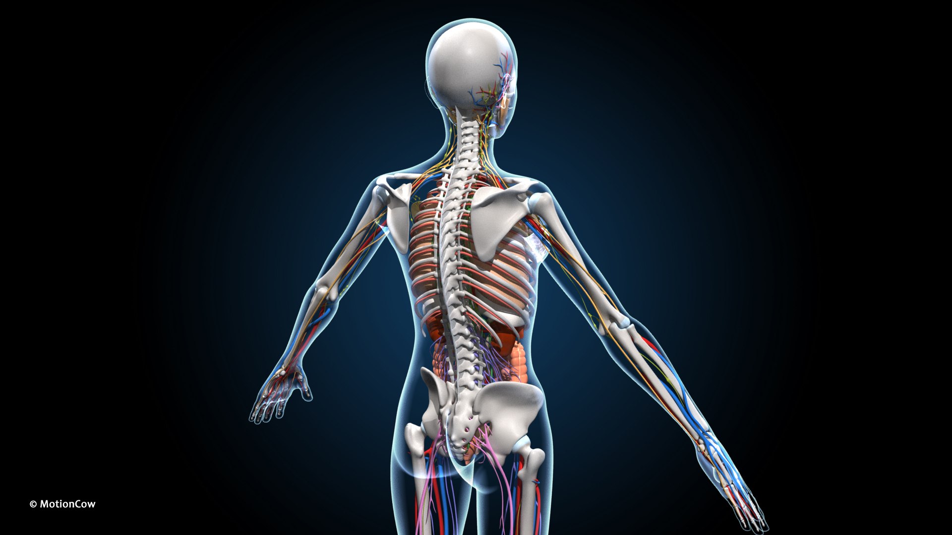 Ultimate Female Anatomy PRO 3D model https://p.turbosquid.com/ts-thumb/pd/PQtSWi/IF/female_anatomy_e3/jpg/1666791253/1920x1080/fit_q87/68c30868d7ead0c8d125f0bdecb74ceec06b09ec/female_anatomy_e3.jpg