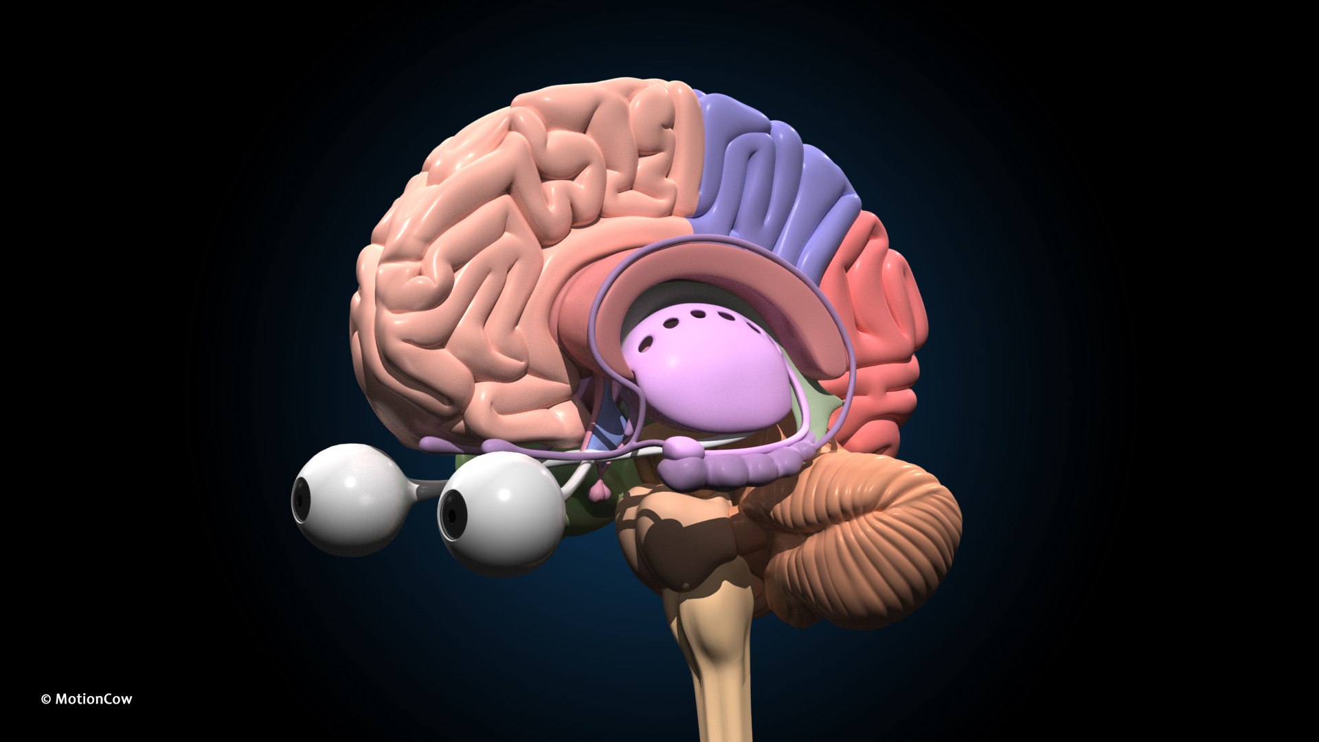 Ultimate Female Anatomy PRO 3D model https://p.turbosquid.com/ts-thumb/pd/PQtSWi/IJ/female_anatomy_j2/jpg/1666791944/1920x1080/fit_q87/82ec969f96ccddd8c9cc08aa40eb67f8367683f6/female_anatomy_j2.jpg