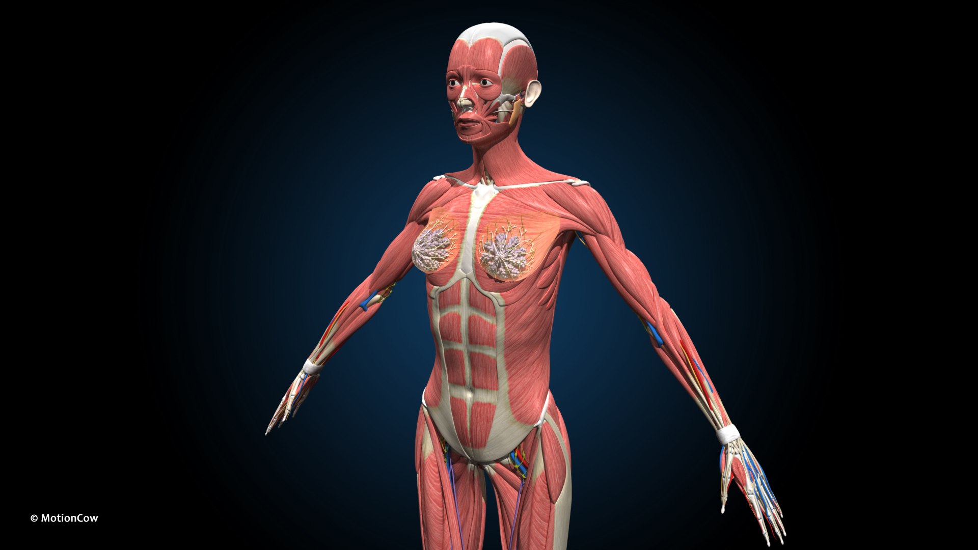 Ultimate Female Anatomy PRO 3D model https://p.turbosquid.com/ts-thumb/pd/PQtSWi/Ih/female_anatomy_d1/jpg/1666791249/1920x1080/fit_q87/d8c84260cff132e9cb481d129960fcb8b4bcaccb/female_anatomy_d1.jpg