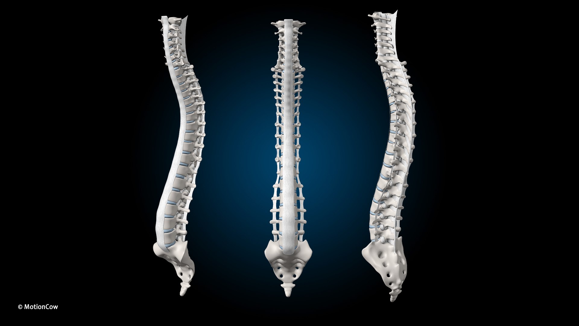 Ultimate Female Anatomy PRO 3D model https://p.turbosquid.com/ts-thumb/pd/PQtSWi/Ir/female_anatomy_k4/jpg/1666792310/1920x1080/fit_q87/f6455eccb759731694cbf8e028d2b1d348d9d267/female_anatomy_k4.jpg