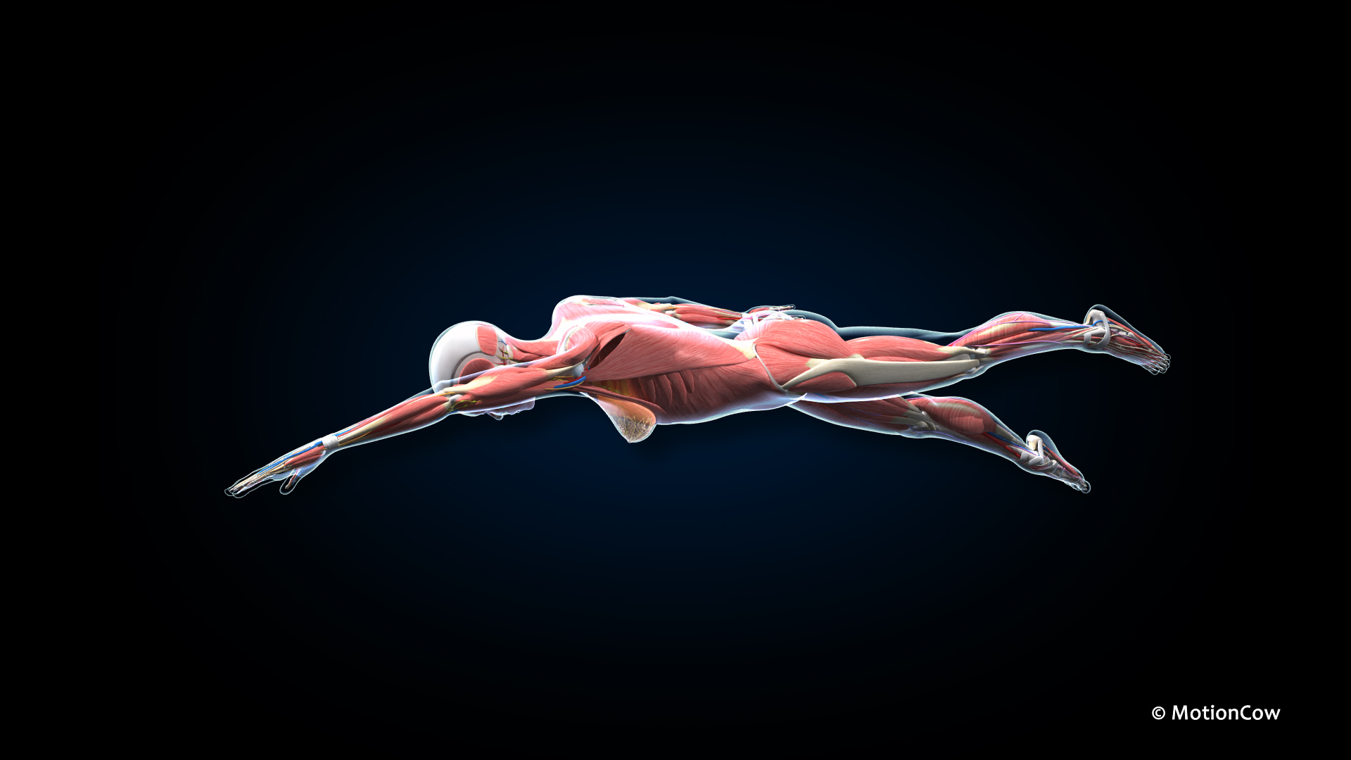 Ultimate Female Anatomy PRO 3D model https://p.turbosquid.com/ts-thumb/pd/PQtSWi/JQ/ufa_swim_free/jpg/1667101945/1920x1080/turn_fit_q99/a3218c5398d494bfcec4309af1d08827d59579ca/ufa_swim_free-1.jpg