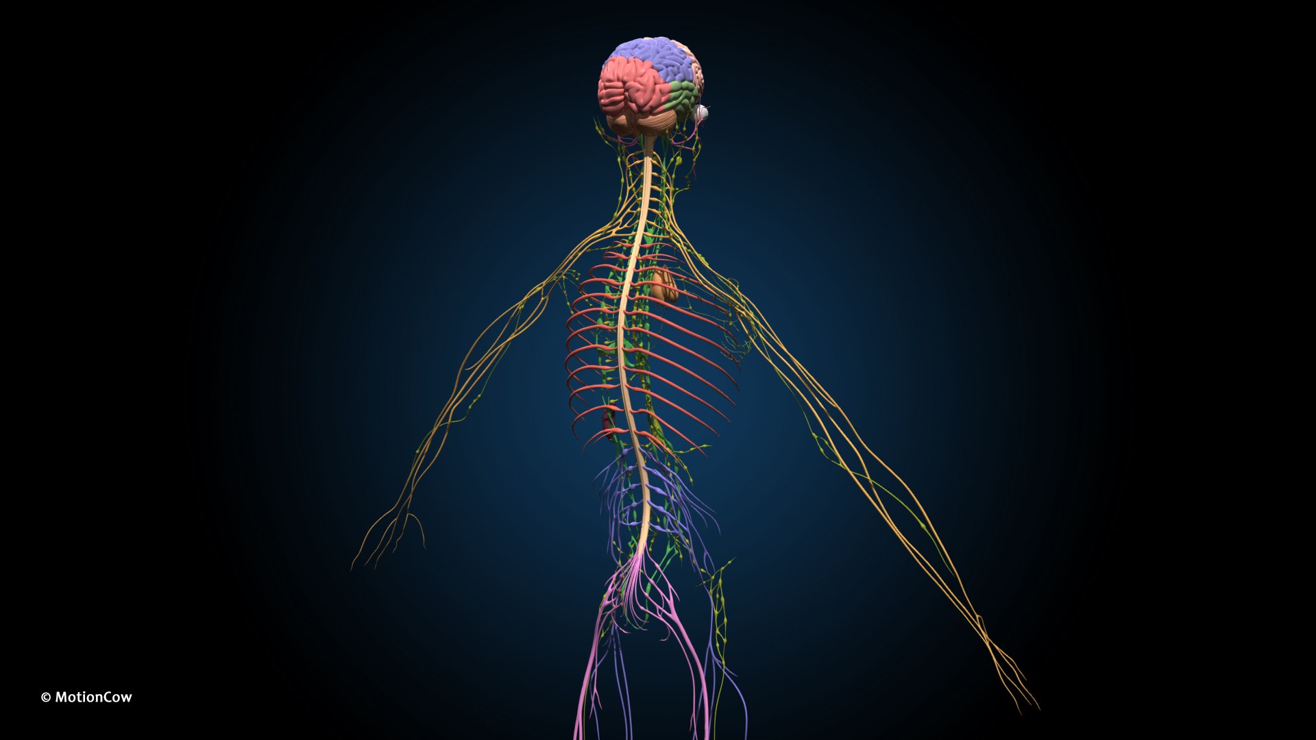 Ultimate Female Anatomy PRO 3D model https://p.turbosquid.com/ts-thumb/pd/PQtSWi/Jg/female_anatomy_i2/jpg/1666791944/1920x1080/fit_q87/ba50a99f290251099ae8e79e1d3024e337be4c37/female_anatomy_i2.jpg